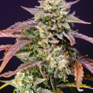 Purple Punch OG XL Auto – Sweet Seeds