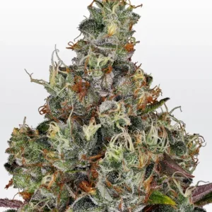 Rainbow Road – Paradise Seeds