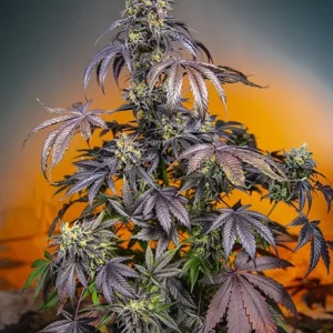Red Gorilla Girl XL Auto – Sweet Seeds