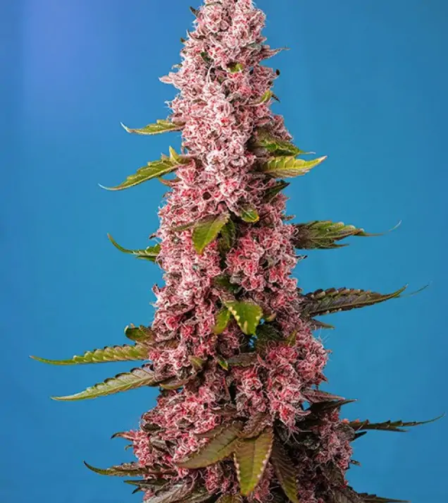 Red Hot Cookies – Sweet Seeds Red Hot Cookies – Sweet Seeds