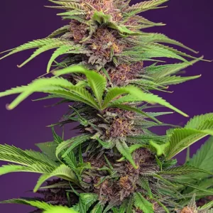 Red Mimosa XL Auto – Sweet Seeds