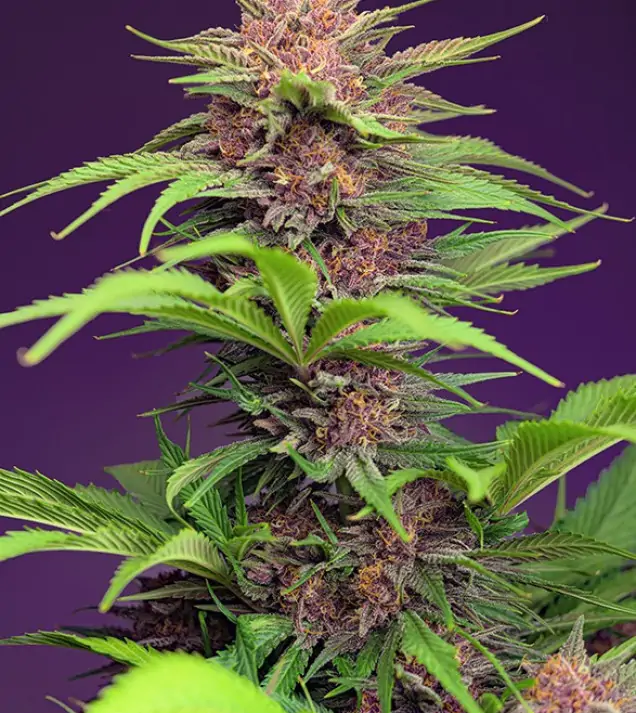 Red Mimosa XL Auto – Sweet Seeds Red Mimosa XL Auto – Sweet Seeds