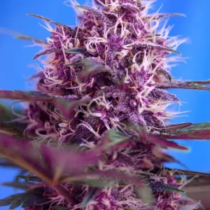 Red Poison Auto – Sweet Seeds