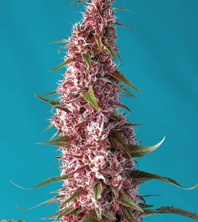 Red Pure Auto CBD – Sweet Seeds Red Pure Auto CBD – Sweet Seeds
