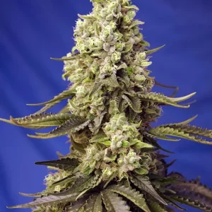 Runtz XL Auto – Sweet Seeds