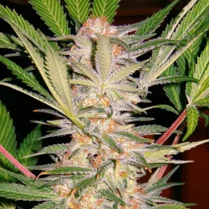 S.A.D. Sweet Afgani Delicious S1 – Sweet Seeds