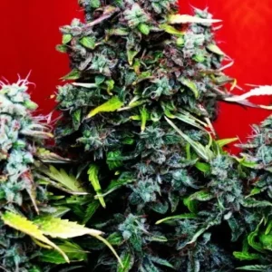 SAD Sweet Afghani Delicious Auto – Sweet Seeds