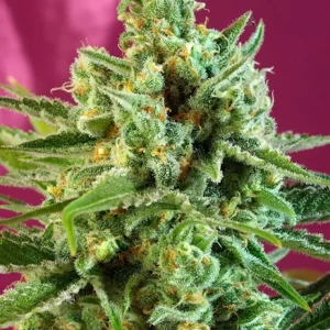 S.A.D. Sweet Afghani Delicious CBD – Sweet Seeds
