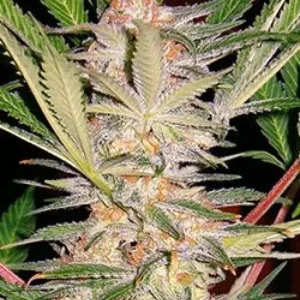 S.A.D. Sweet Afghani Delicious Fast Version – Sweet Seeds