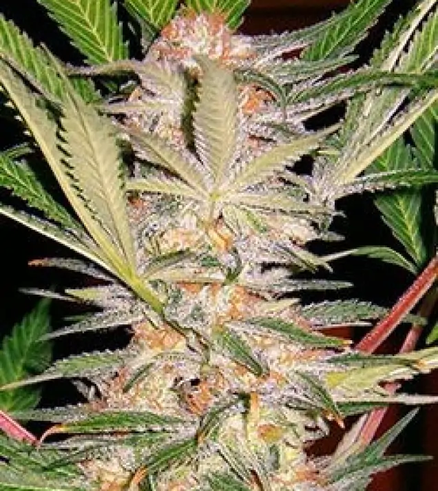 S.A.D. Sweet Afghani Delicious Fast Version – Sweet Seeds S.A.D. Sweet Afghani Delicious Fast Version – Sweet Seeds