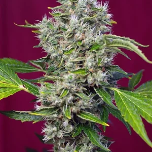 San Fernando Lemon Kush – Sweet Seeds