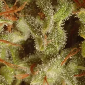 Sativa Champions – Paradise Seeds