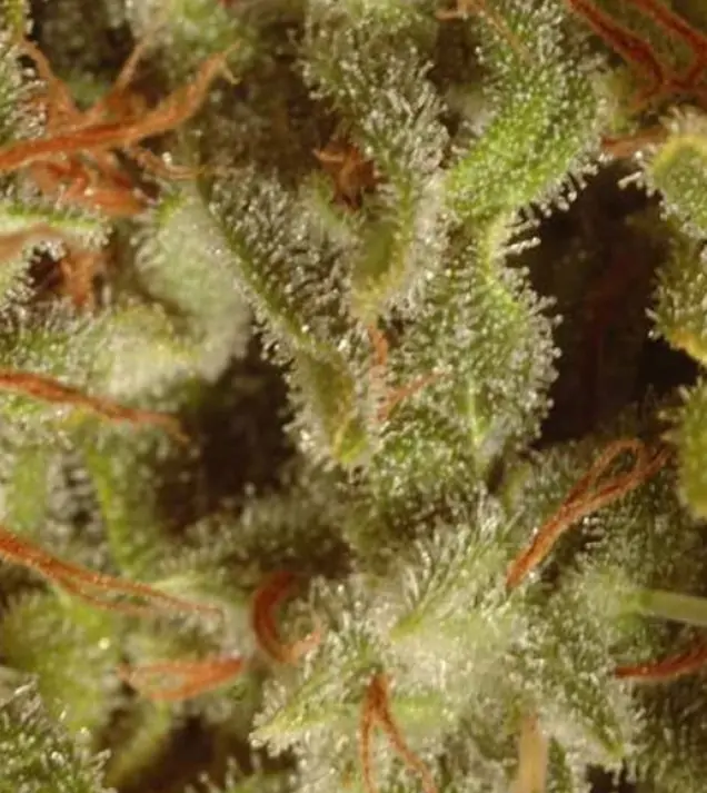 Sativa Champions – Paradise Seeds Sativa Champions – Paradise Seeds