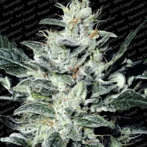 Sensi Star – Paradise Seeds