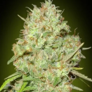 Shark Widow – Advanced Seeds