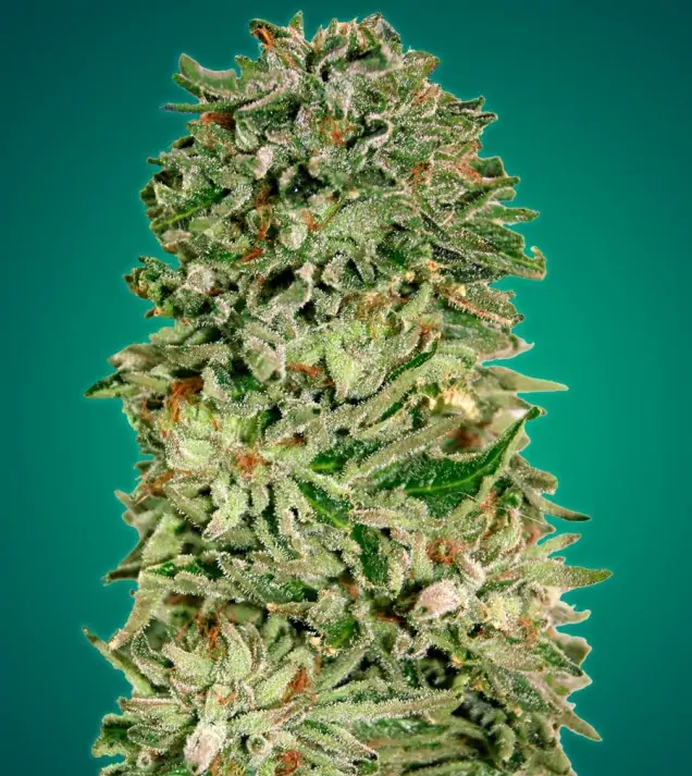 Shark Widow CBD – Advanced Seeds Shark Widow CBD – Advanced Seeds