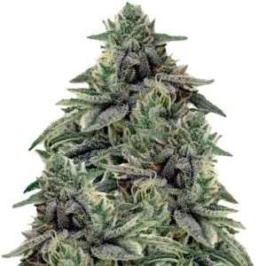 Shiskaberry – Dutch Genetics