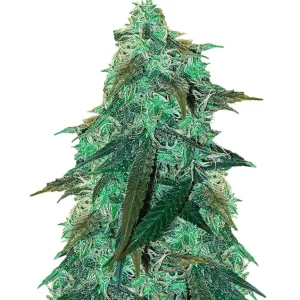 Skunk #1 – Dutch Genetics