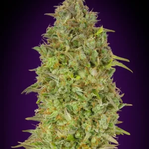 Skunk 47 – Advanced Seeds