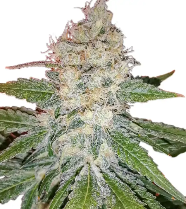 Skunk Fast – Dutch Genetics Skunk Fast – Dutch Genetics