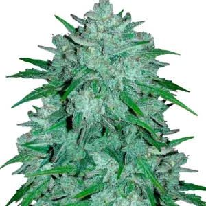 Skywalker – Dutch Genetics
