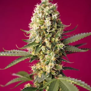 Skywalker OG Runtz XL Auto – Sweet Seeds