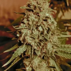 Somango Widow – Advanced Seeds