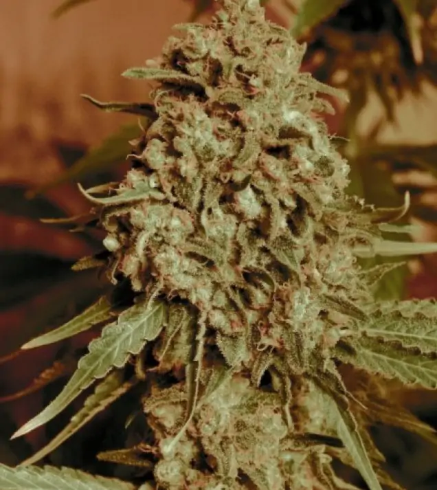 Somango Widow – Advanced Seeds Somango Widow – Advanced Seeds