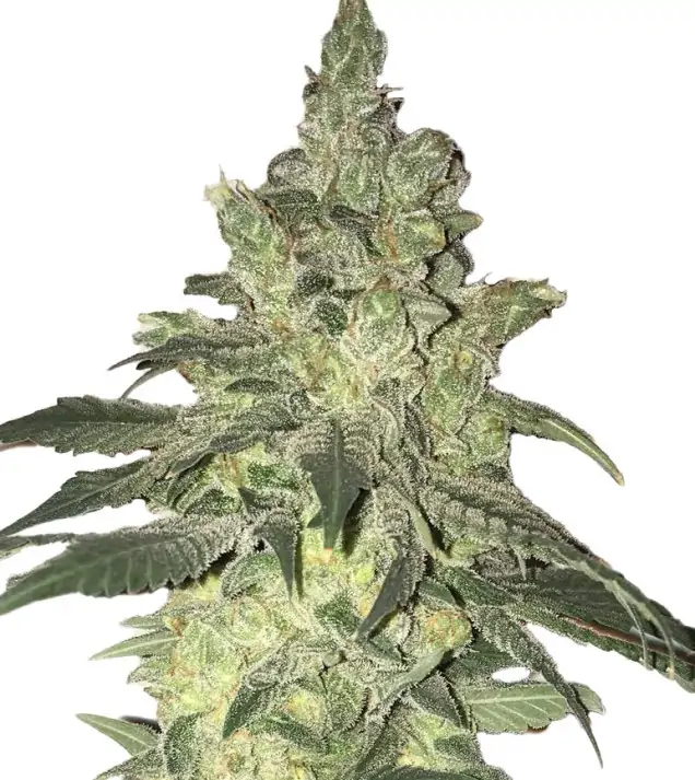 Sour Diesel Fast – Dutch Genetics Sour Diesel Fast – Dutch Genetics
