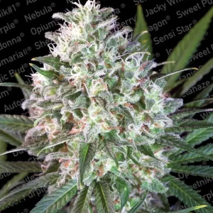 Space Cookies – Paradise Seeds