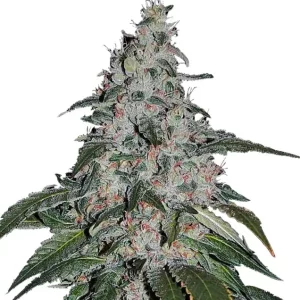 Strawberry Banana Fast – Dutch Genetics