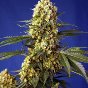 Strawberry Banana Gelato XL Auto – Sweet Seeds