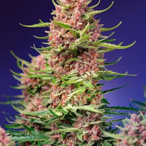 Strawberry Cola Sherbet F1 Fast Version – Sweet Seeds