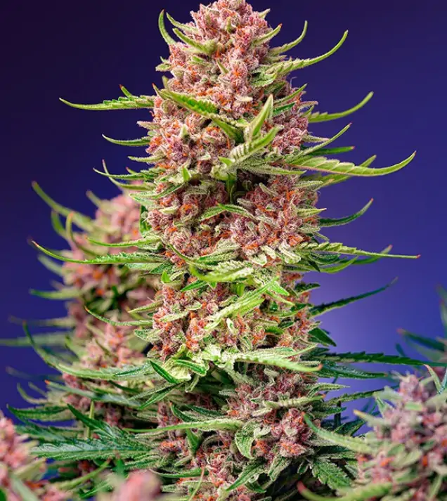 Strawberry Cola Sherbet F1 Fast Version – Sweet Seeds Strawberry Cola Sherbet F1 Fast Version – Sweet Seeds