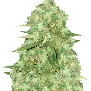 Strawberry Cough Auto – Dutch Genetics