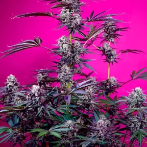 Studio 54 Stardust Auto – Sweet Seeds