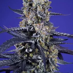 Super Boof XL Auto – Sweet Seeds