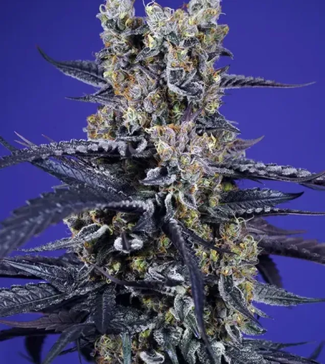 Super Boof XL Auto – Sweet Seeds Super Boof XL Auto – Sweet Seeds