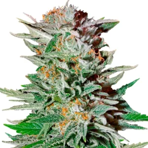 Super Lemon Haze – Dutch Genetics
