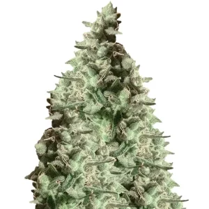 Super Silver Haze – Dutch Genetics