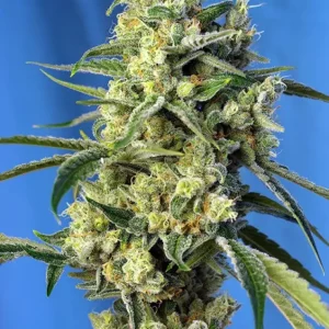 Sweet Amnesia Haze – Sweet Seeds