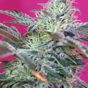 Sweet Cheese Auto – Sweet Seeds