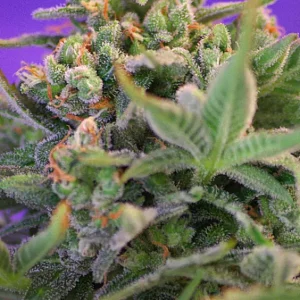 Sweet Cheese Fast Version – Sweet Seeds