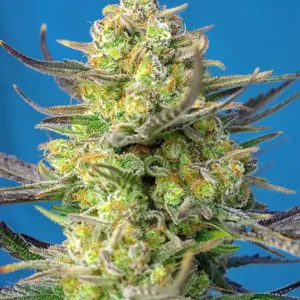 Sweet Cheese XL Auto – Sweet Seeds