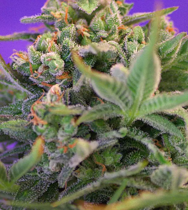Sweet Cheese – Sweet Seeds Sweet Cheese – Sweet Seeds