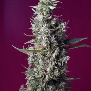 Sweet Cherry Pie – Sweet Seeds