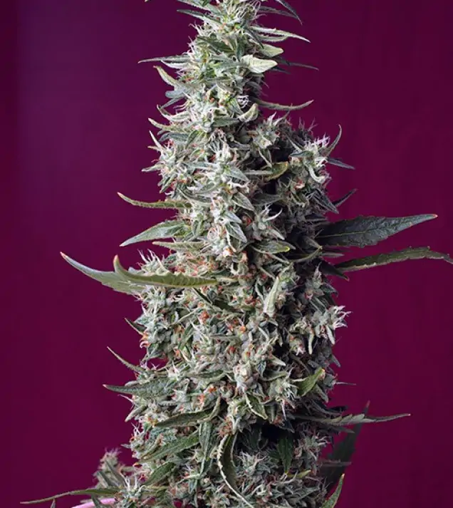 Sweet Cherry Pie – Sweet Seeds Sweet Cherry Pie – Sweet Seeds