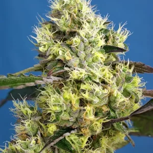 Sweet Gelato Auto – Sweet Seeds