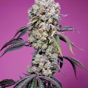 Sweet Mandarine Zkittlez F1 Fast Version – Sweet Seeds