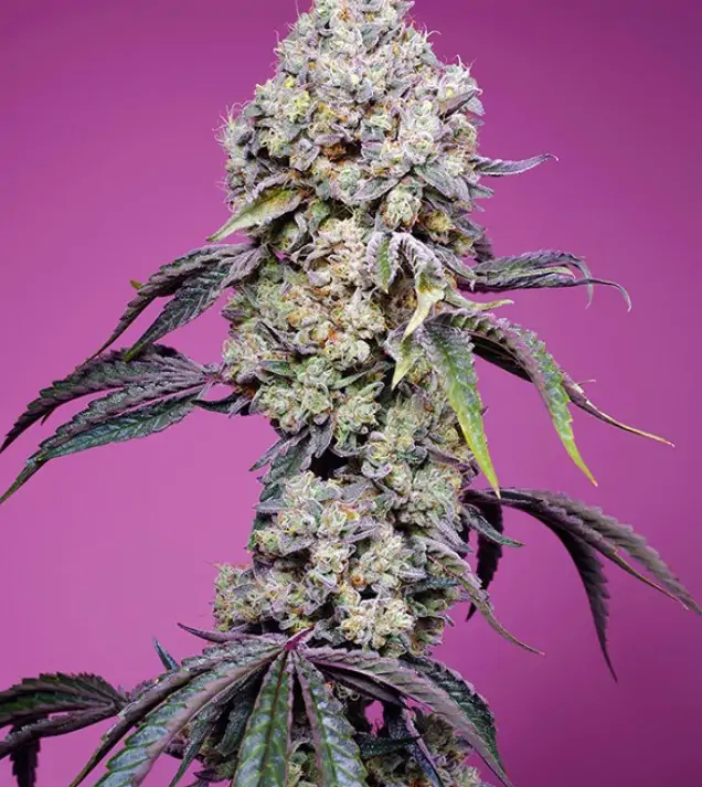 Sweet Mandarine Zkittlez F1 Fast Version – Sweet Seeds Sweet Mandarine Zkittlez F1 Fast Version – Sweet Seeds